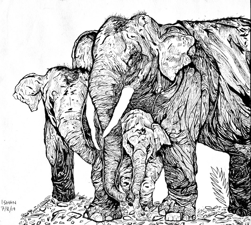 The Elephant Herd Pen Sketch