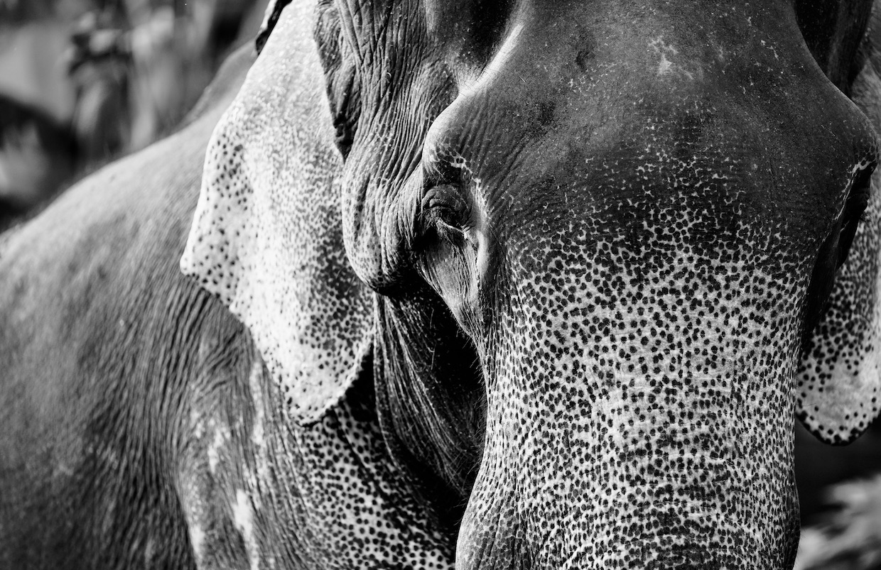 Fine-art Portrait of Asian Elephant.