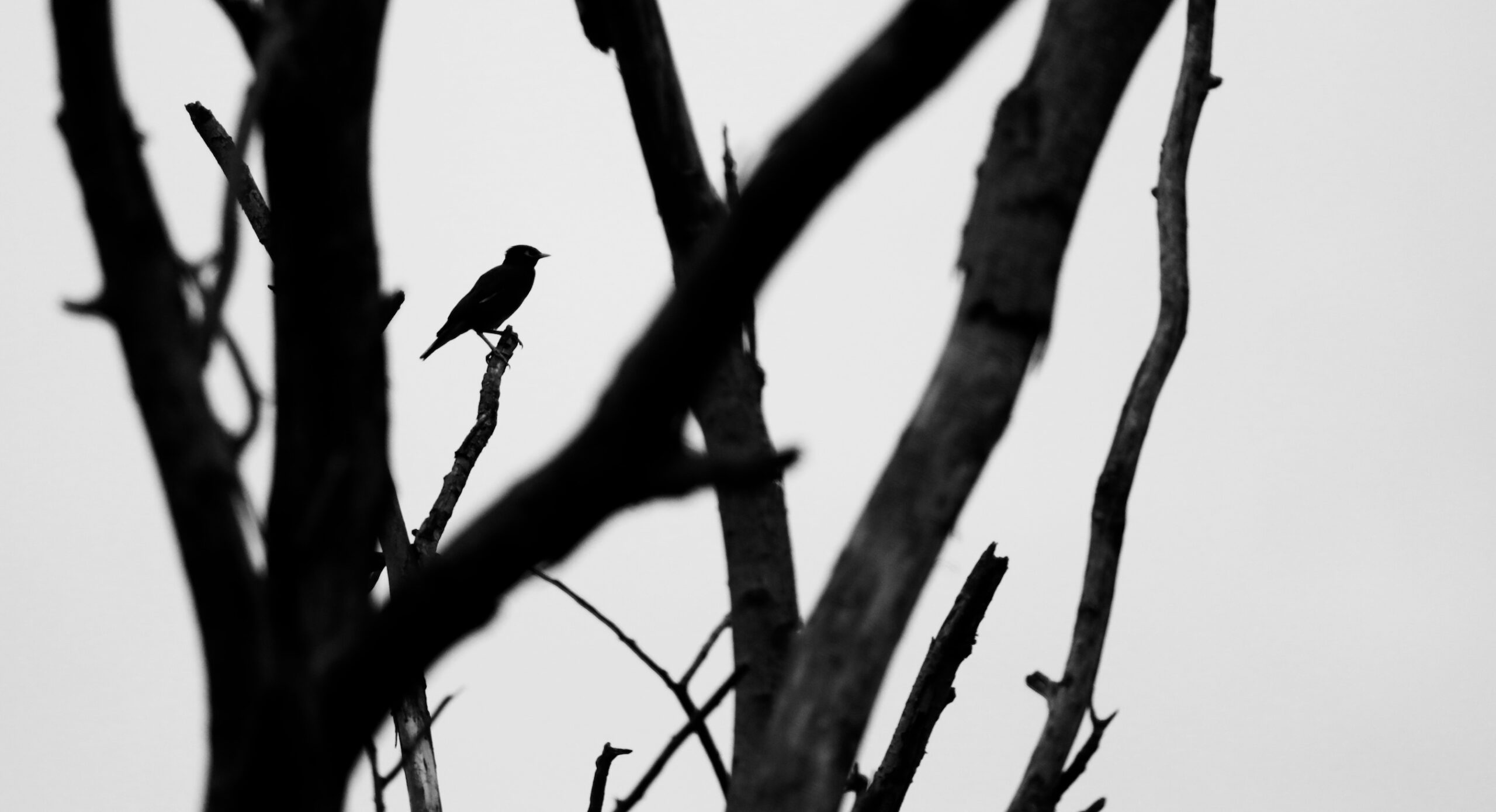 Bird silhouette through the trees.