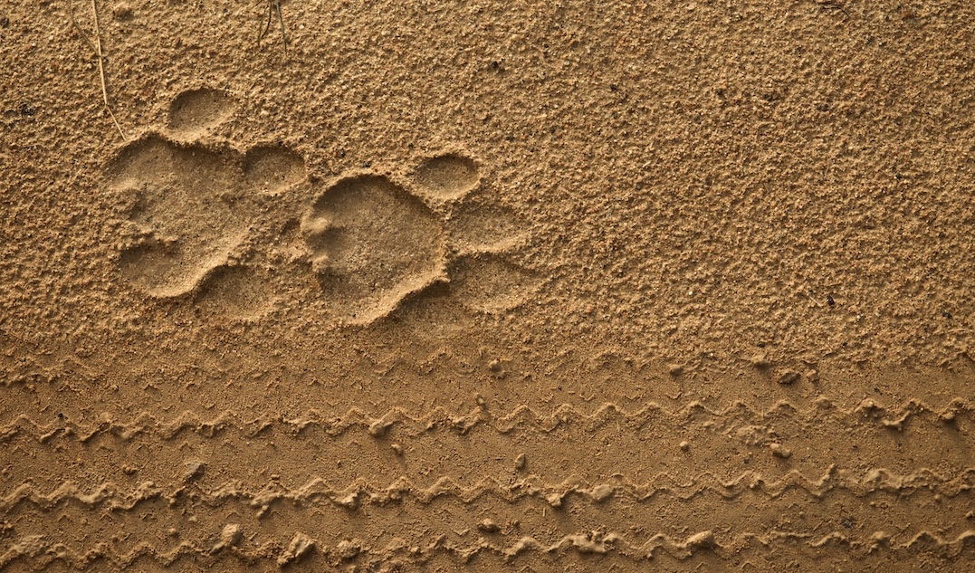 Pugmarks and tyre tracks