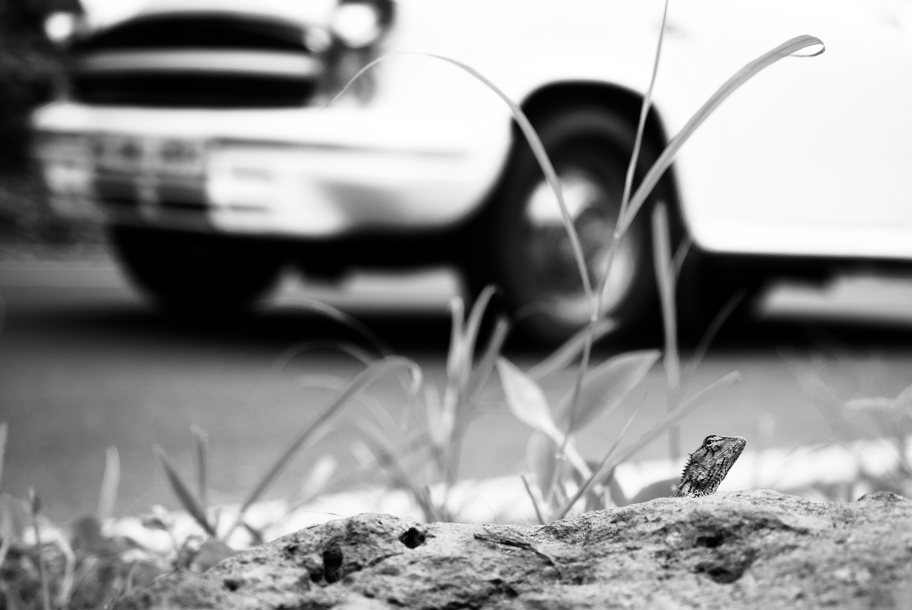Lizard looking up at Car.