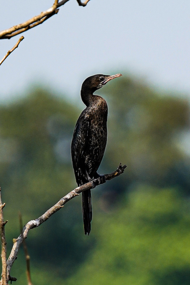 Little Cormorant. Shot by Ishan Shanavas in Kochi, Kerala, India