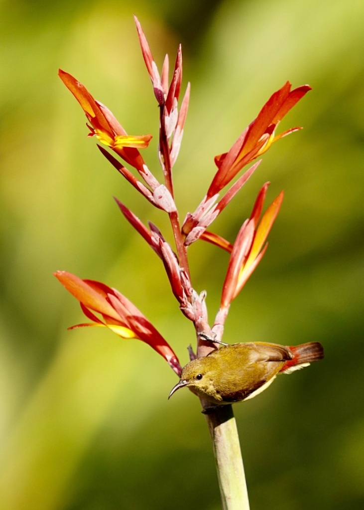 Female Sunbird. Shot in Munnar, Kerala, India by Ishan Shanavas