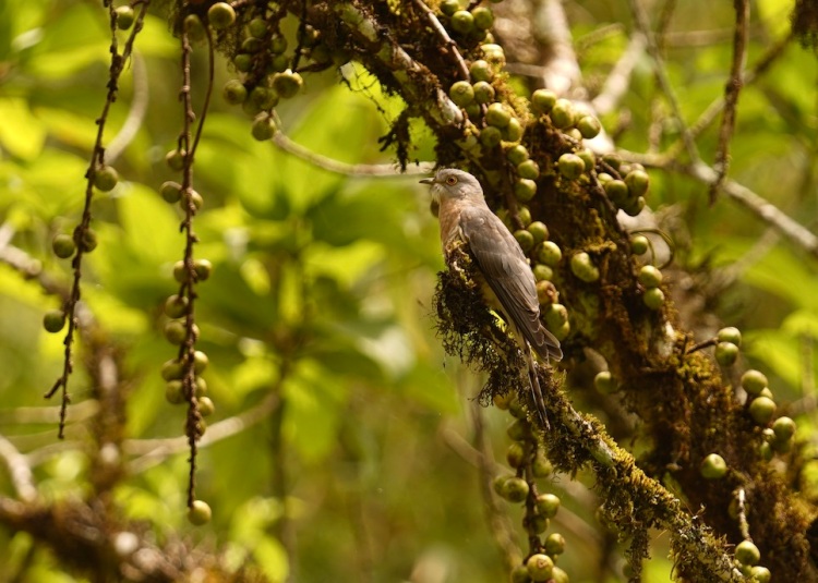 The common hawk-cuckoo, also known as the brain fever bird. Shot in Munnar, Kerala, India by Ishan Shanavas