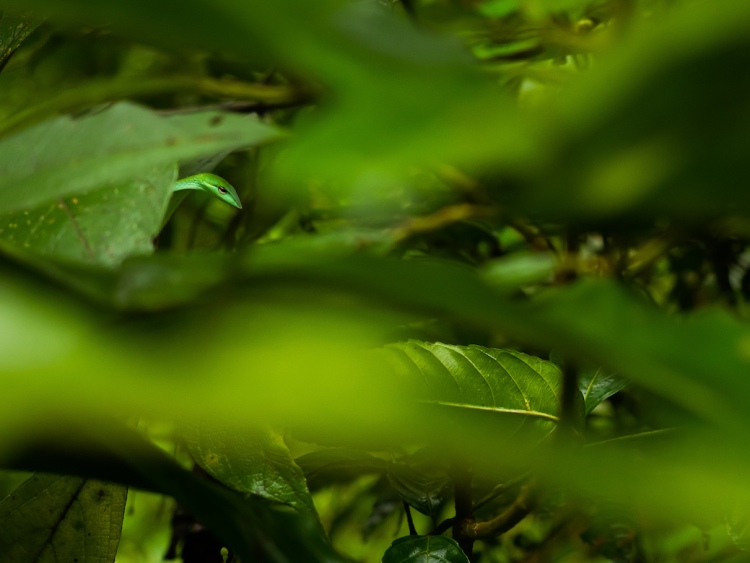 Green vine snake hidden behind the leaves. Shot in Agumbe, Karnataka, India by Ishan Shanavas