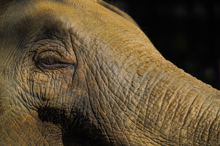 Elephantscapes by Ishan Shanavas